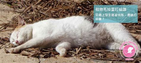 小動物死掉怎麼處理|寵物過世怎麼處理？4件事千萬要避免，才能讓毛小孩。